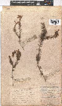 Erica embothriifolia image