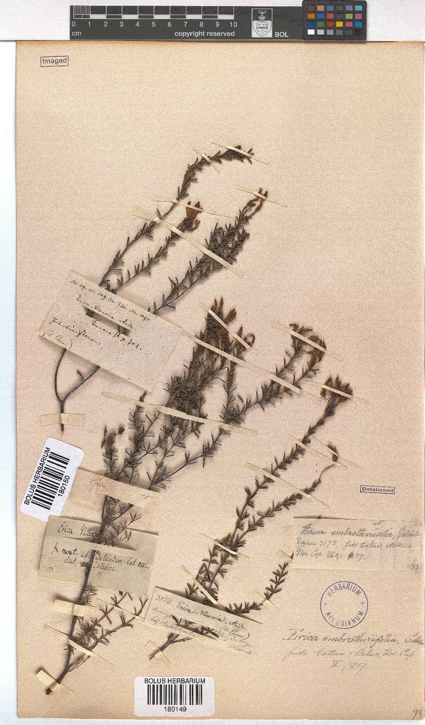 Erica embothriifolia image