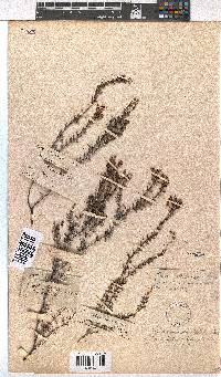 Erica embothriifolia image