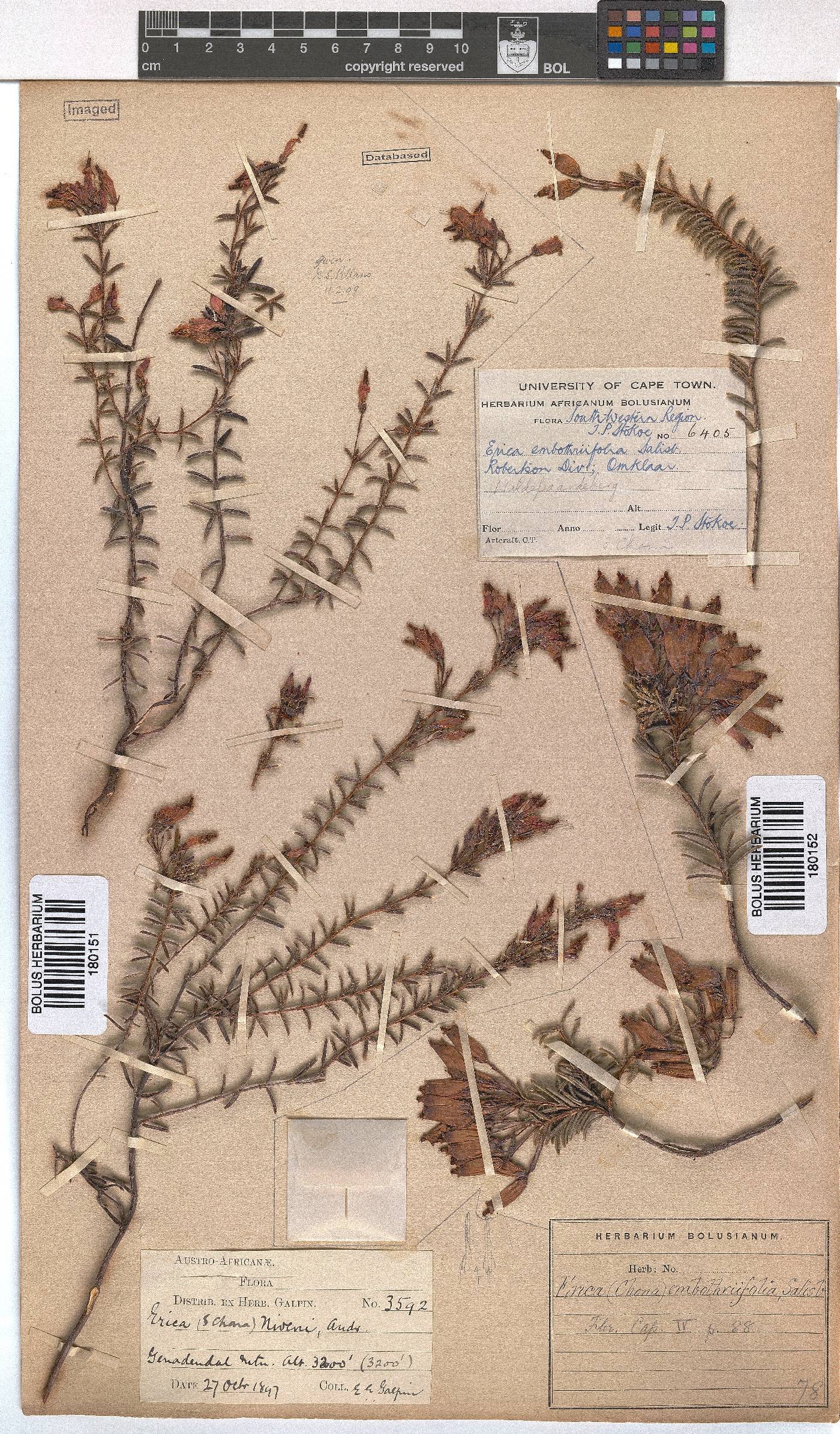 Erica embothriifolia image