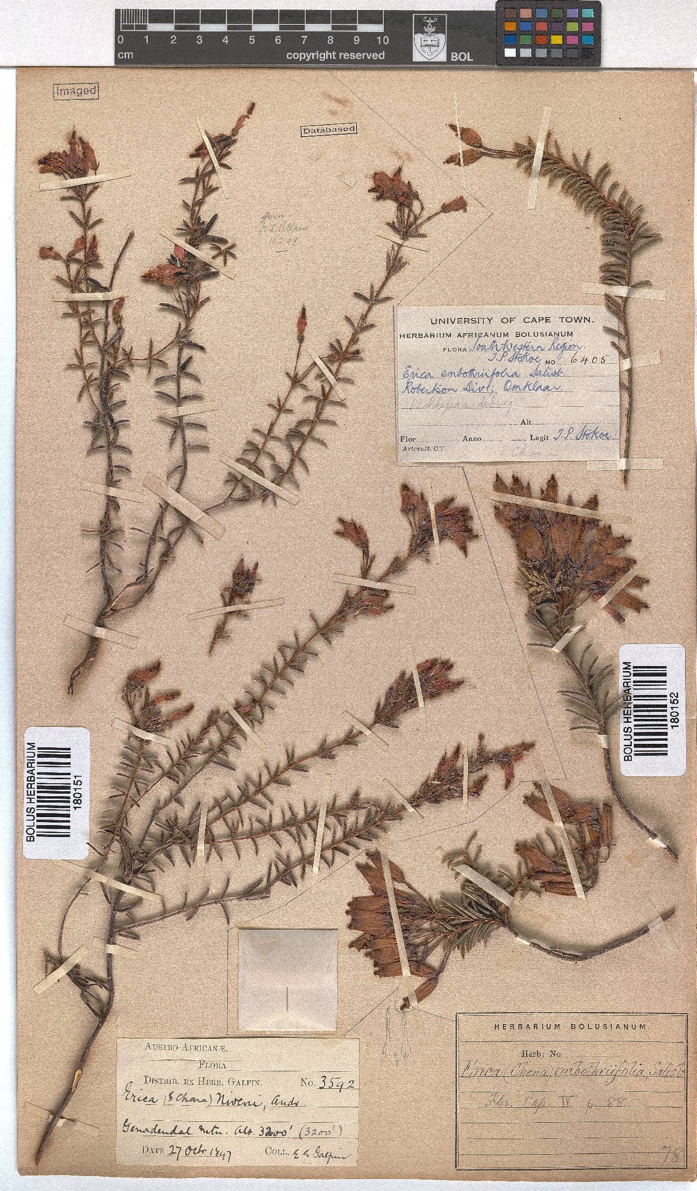 Erica embothriifolia image