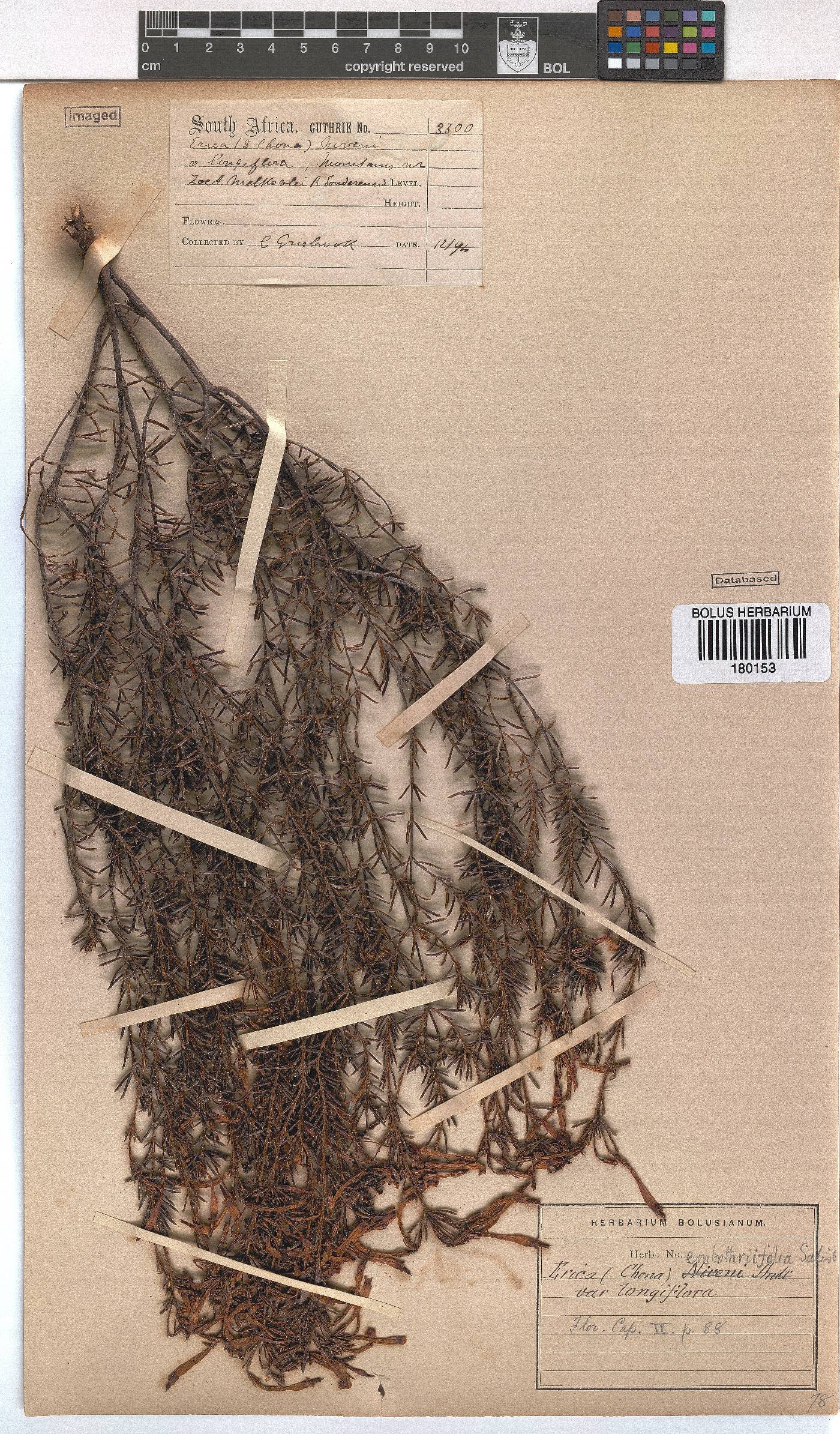 Erica embothriifolia image