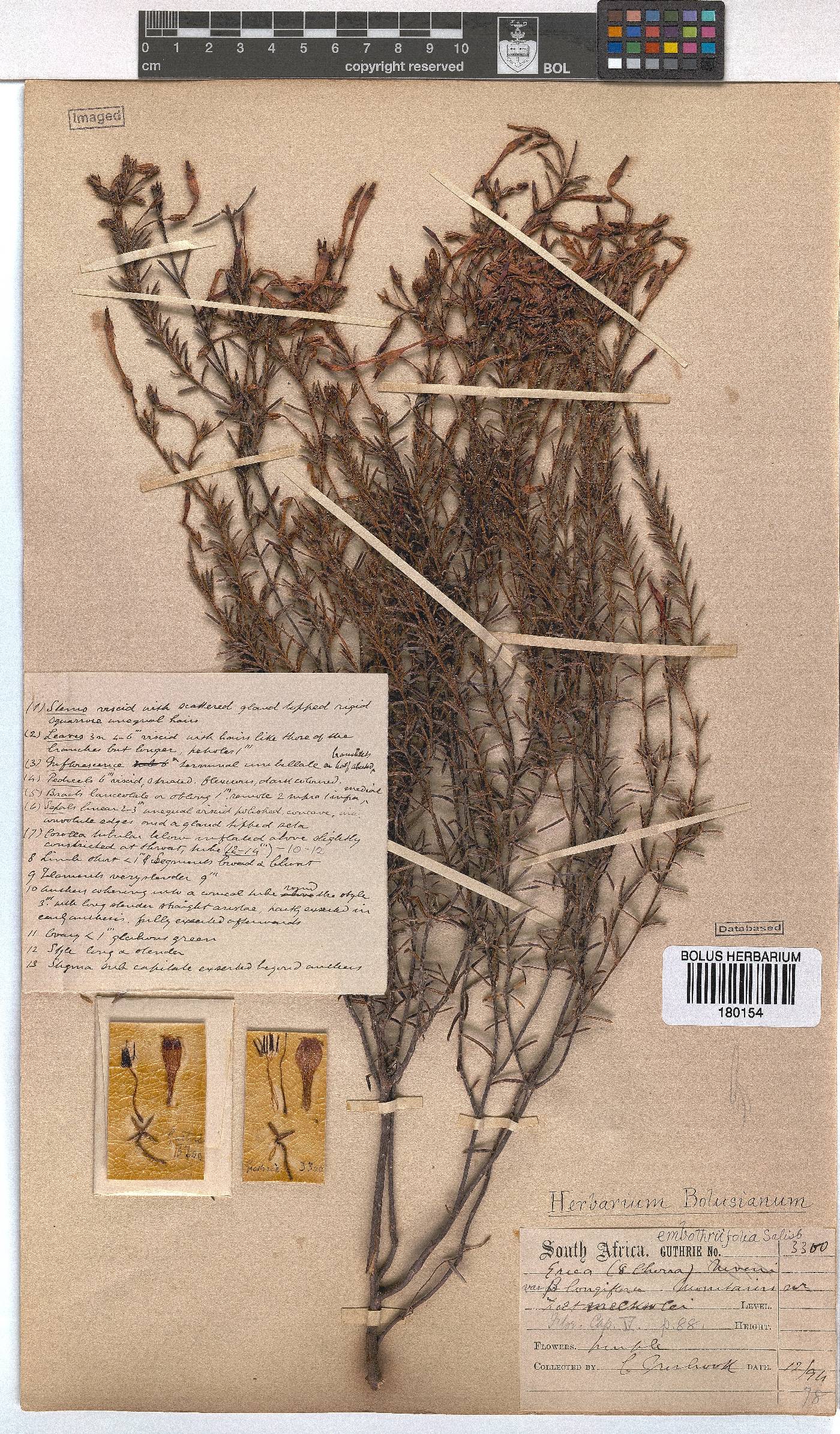 Erica embothriifolia image