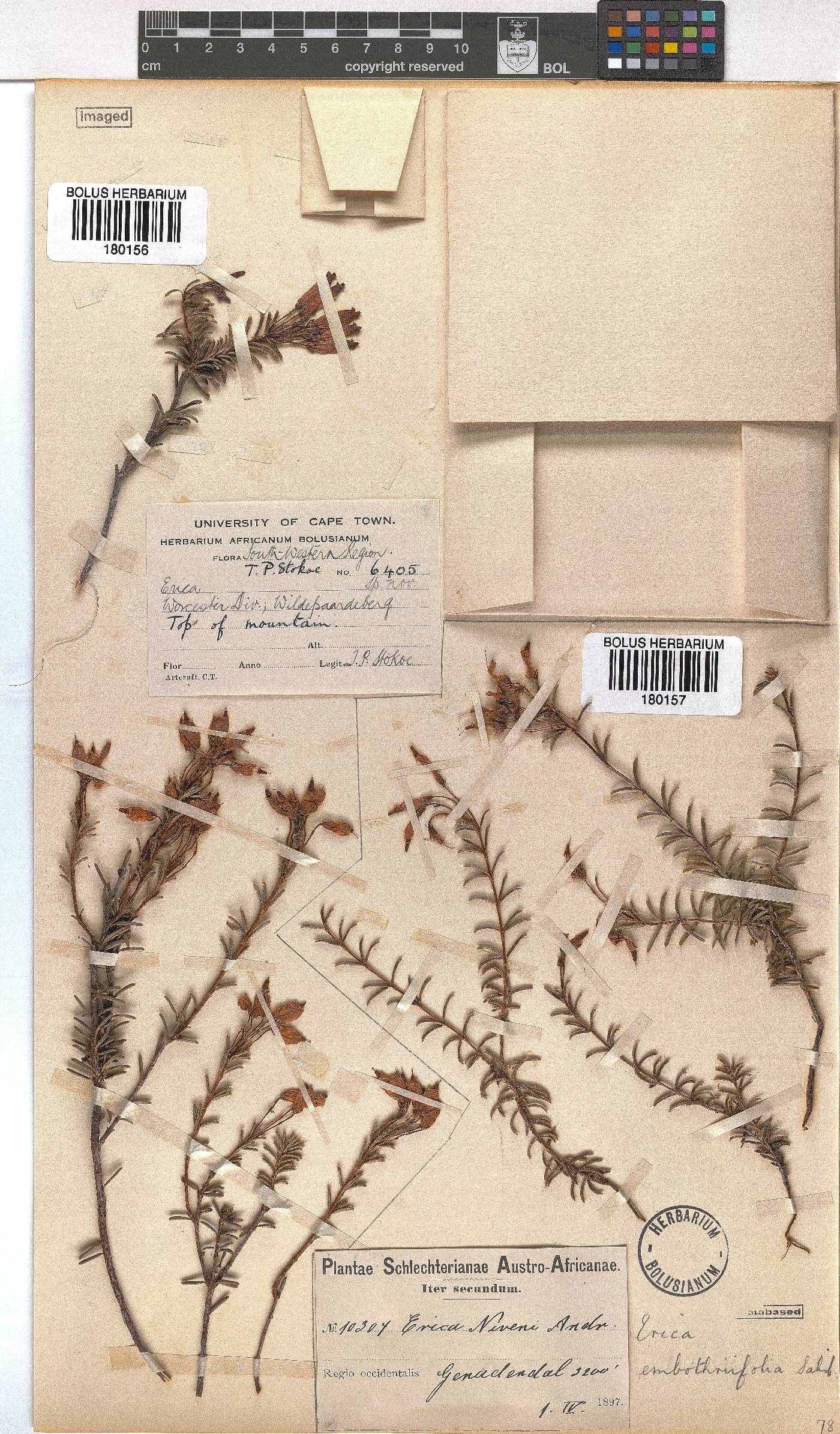Erica embothriifolia image