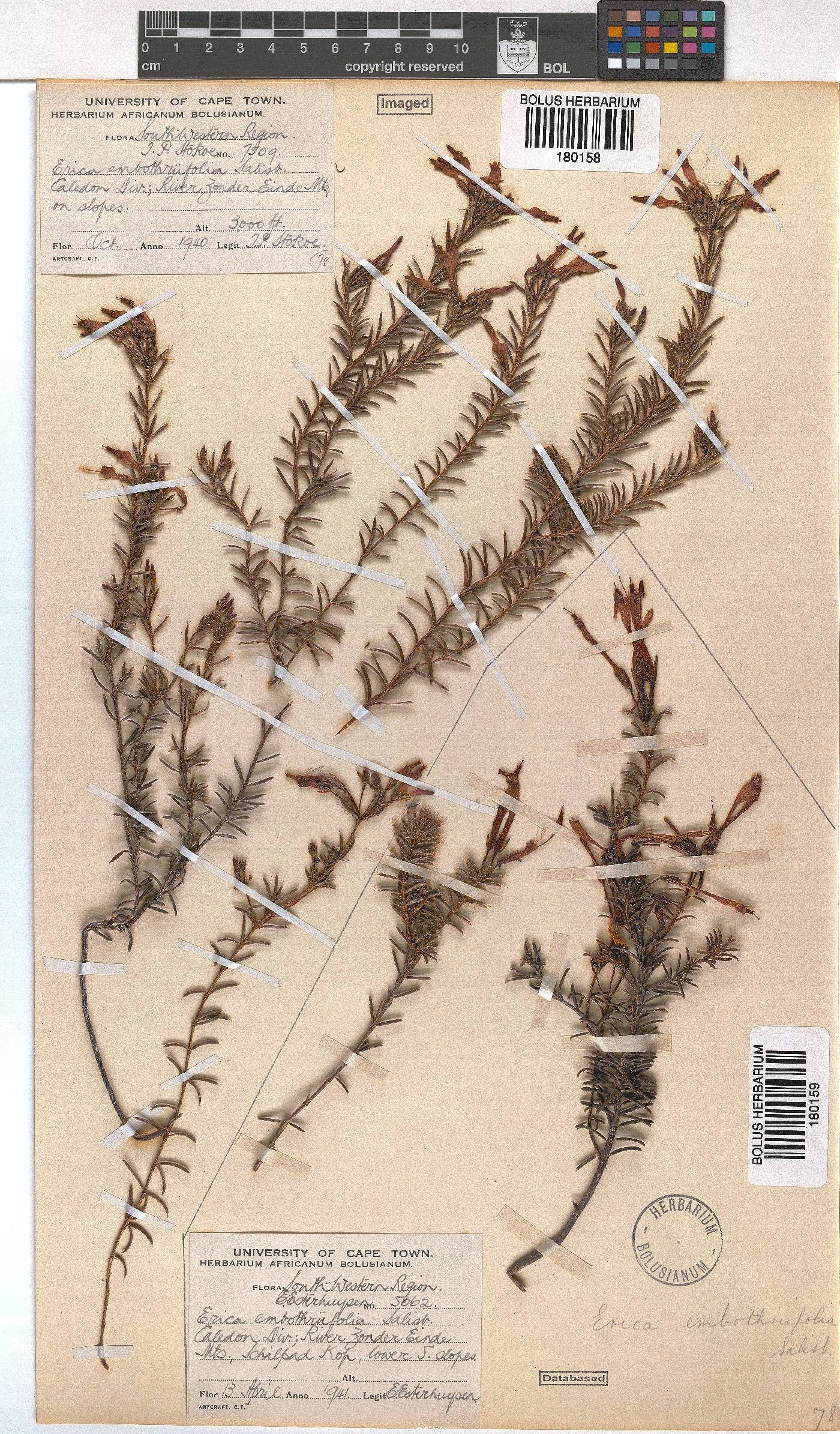 Erica embothriifolia image