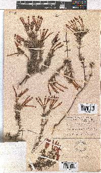 Erica embothriifolia image