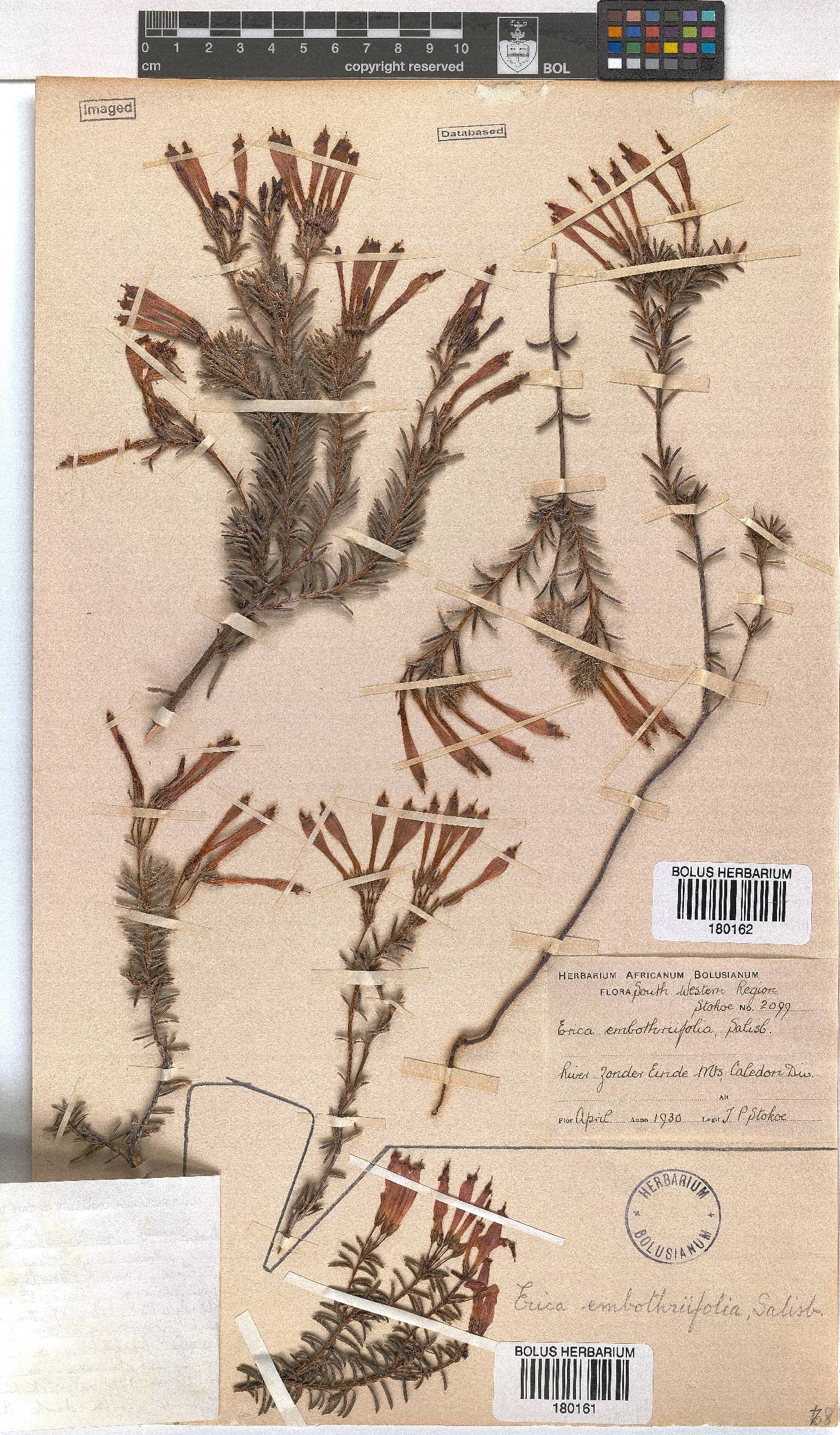 Erica embothriifolia image