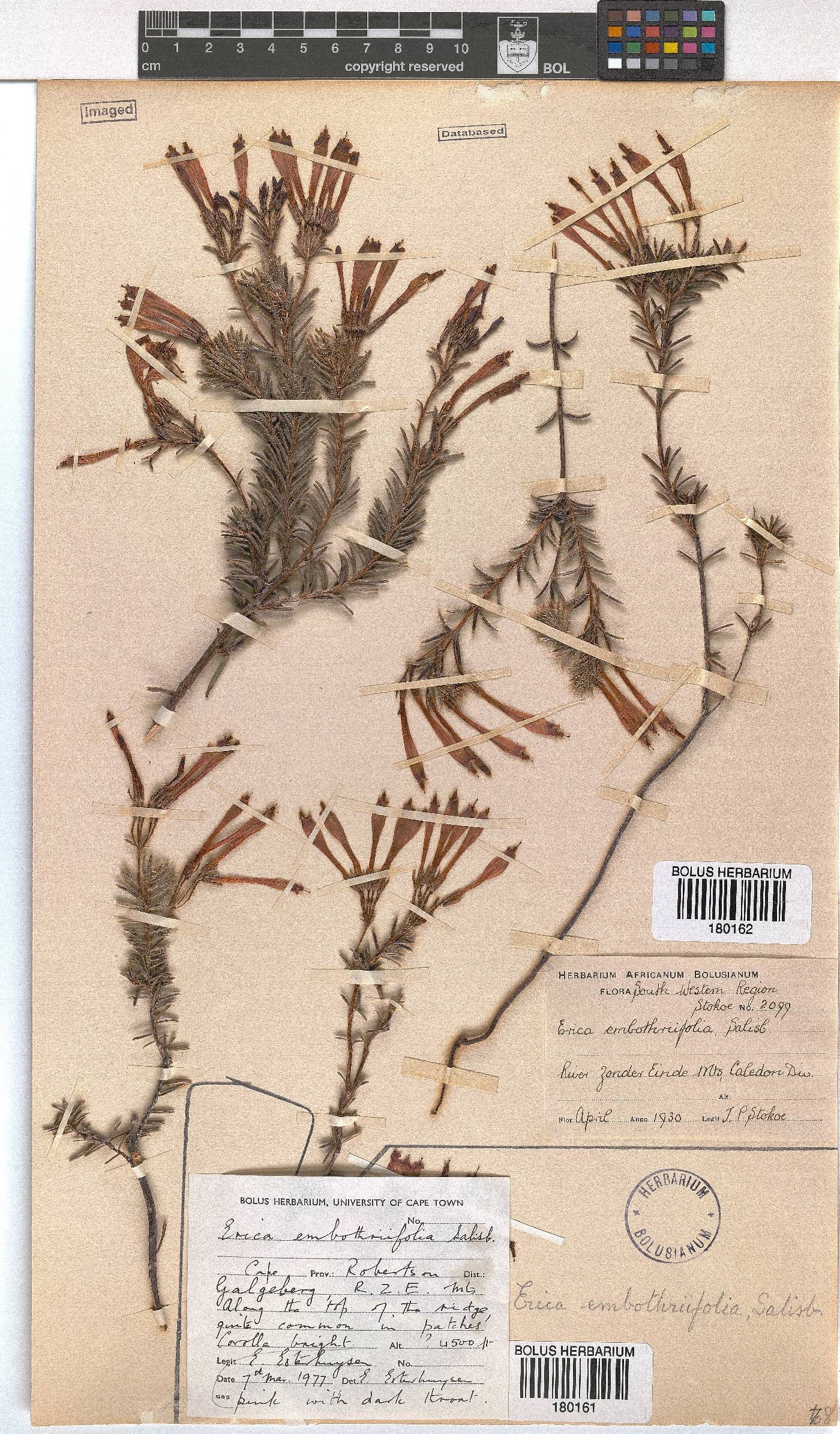 Erica embothriifolia image