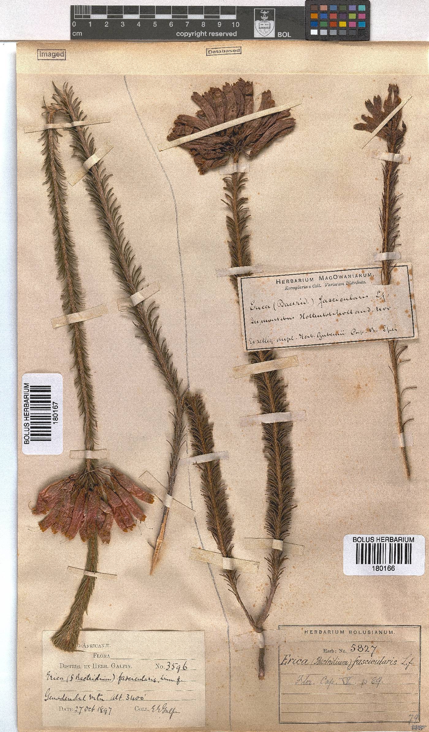 Erica fascicularis var. imperialis image