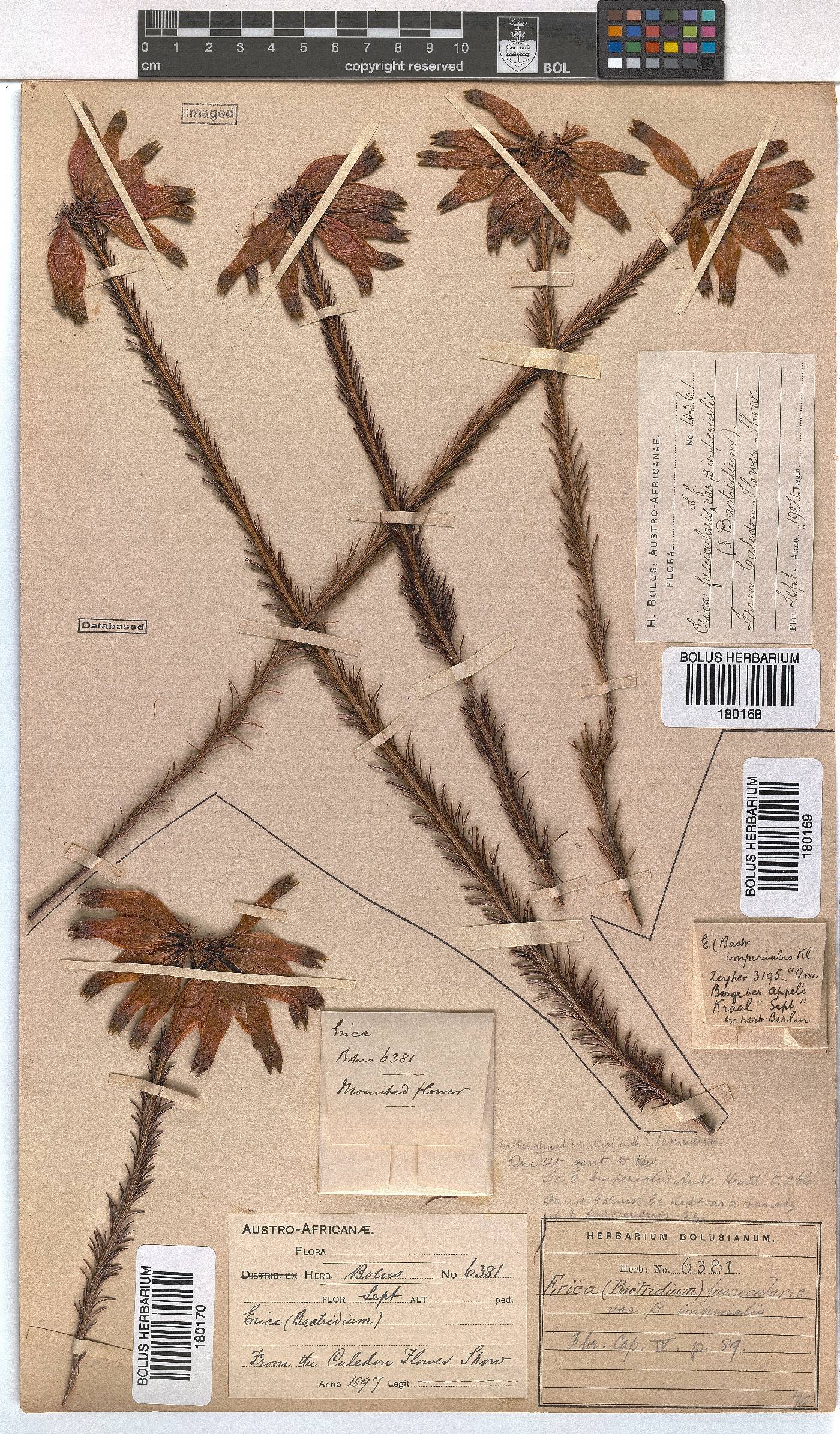 Erica fascicularis image