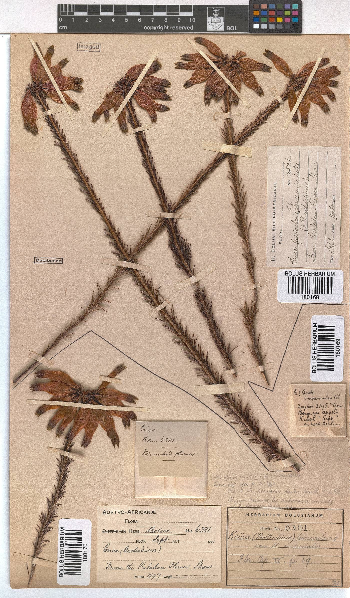 Erica fascicularis var. imperialis image