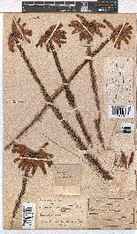 Erica fascicularis var. imperialis image