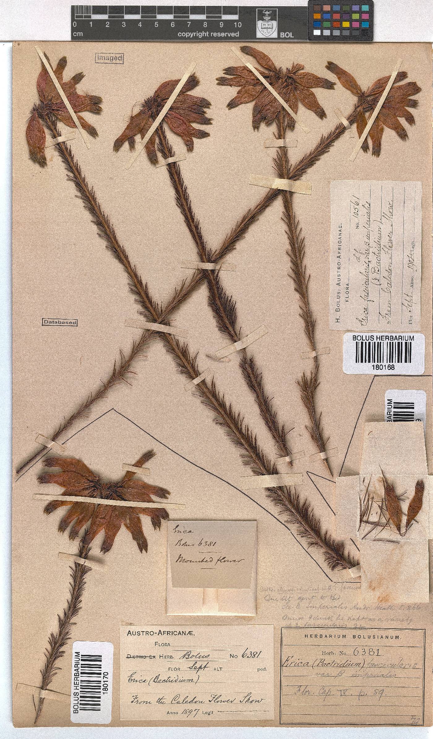 Erica fascicularis var. imperialis image