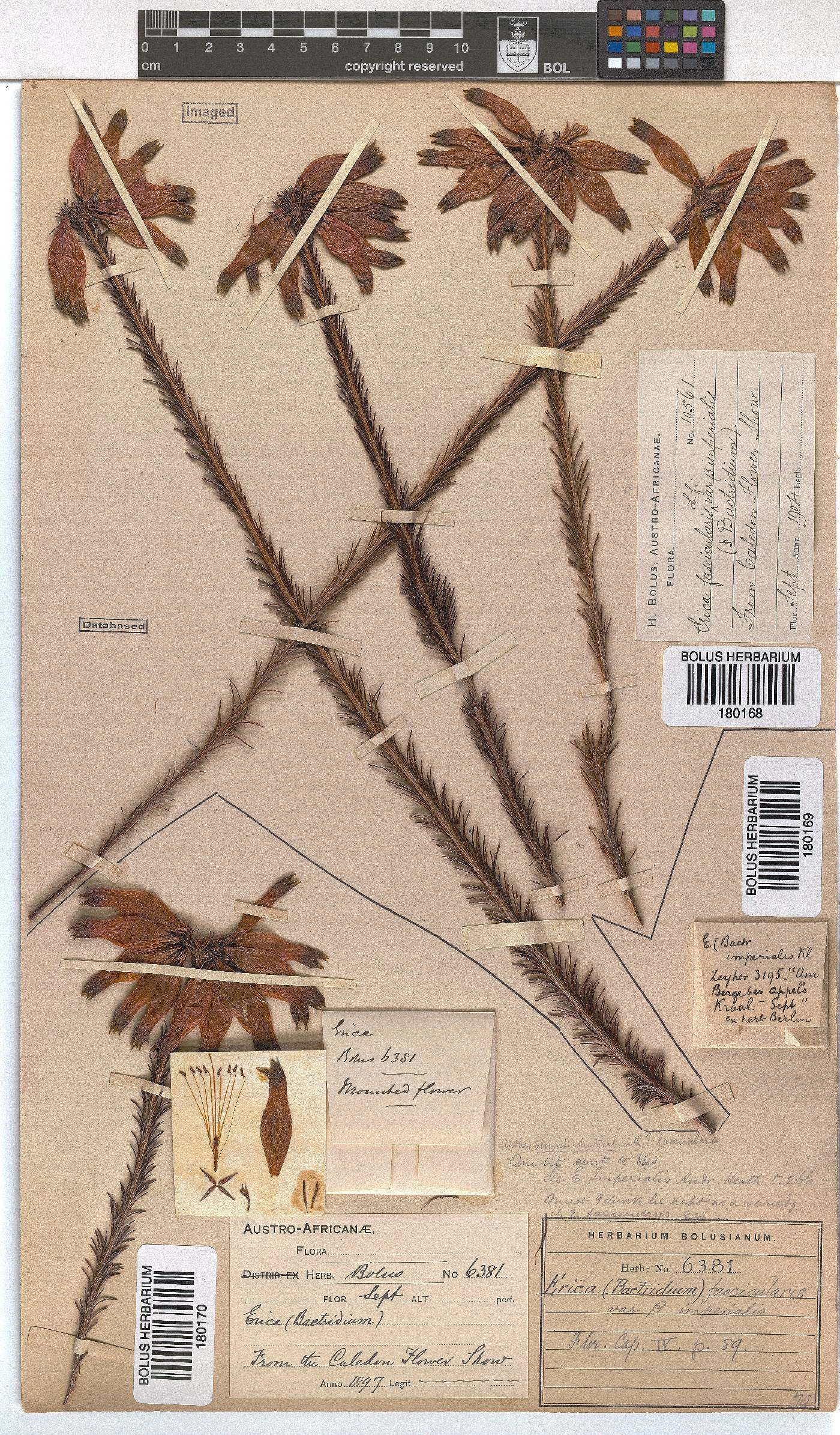 Erica fascicularis var. imperialis image