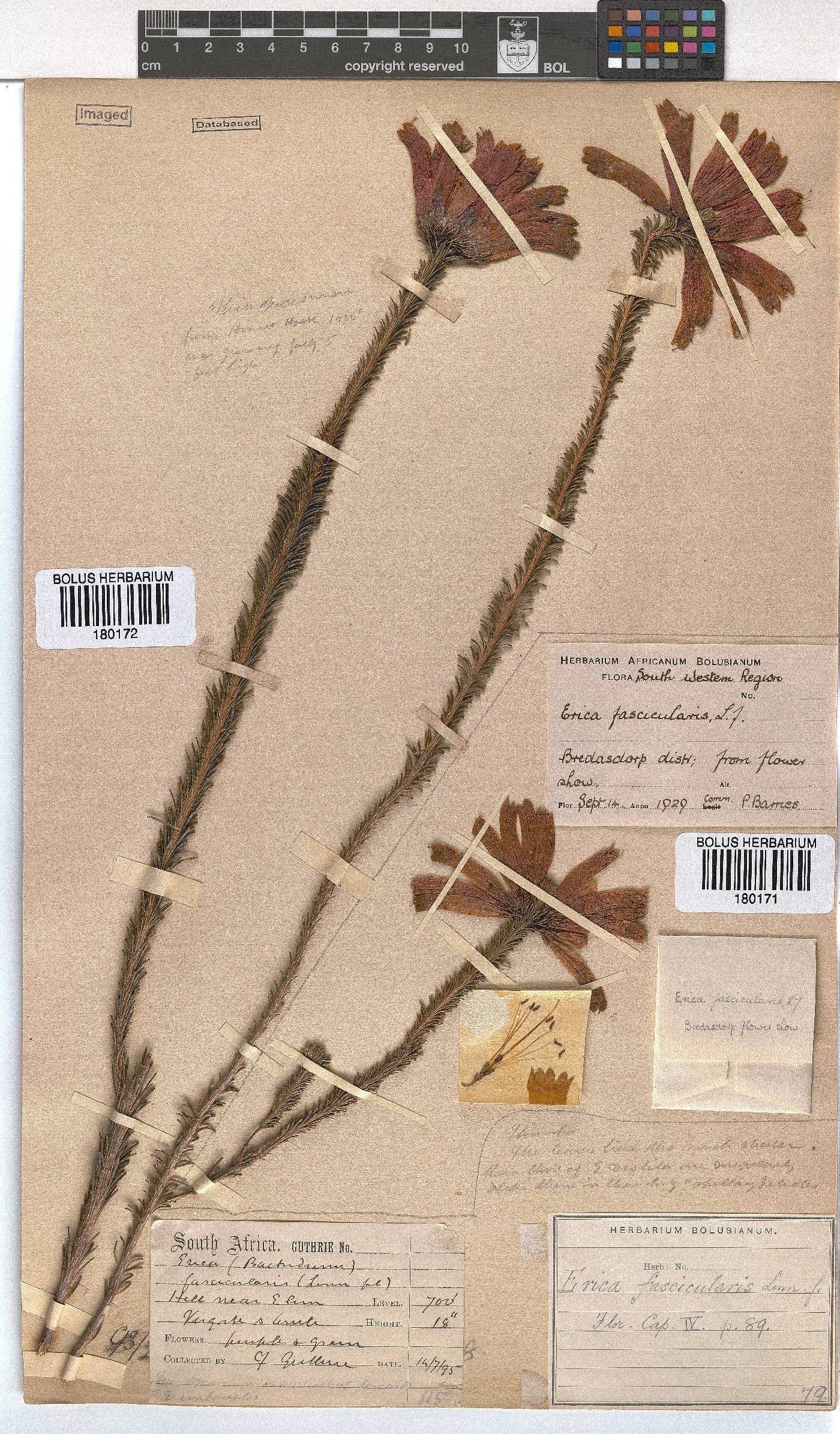 Erica fascicularis image