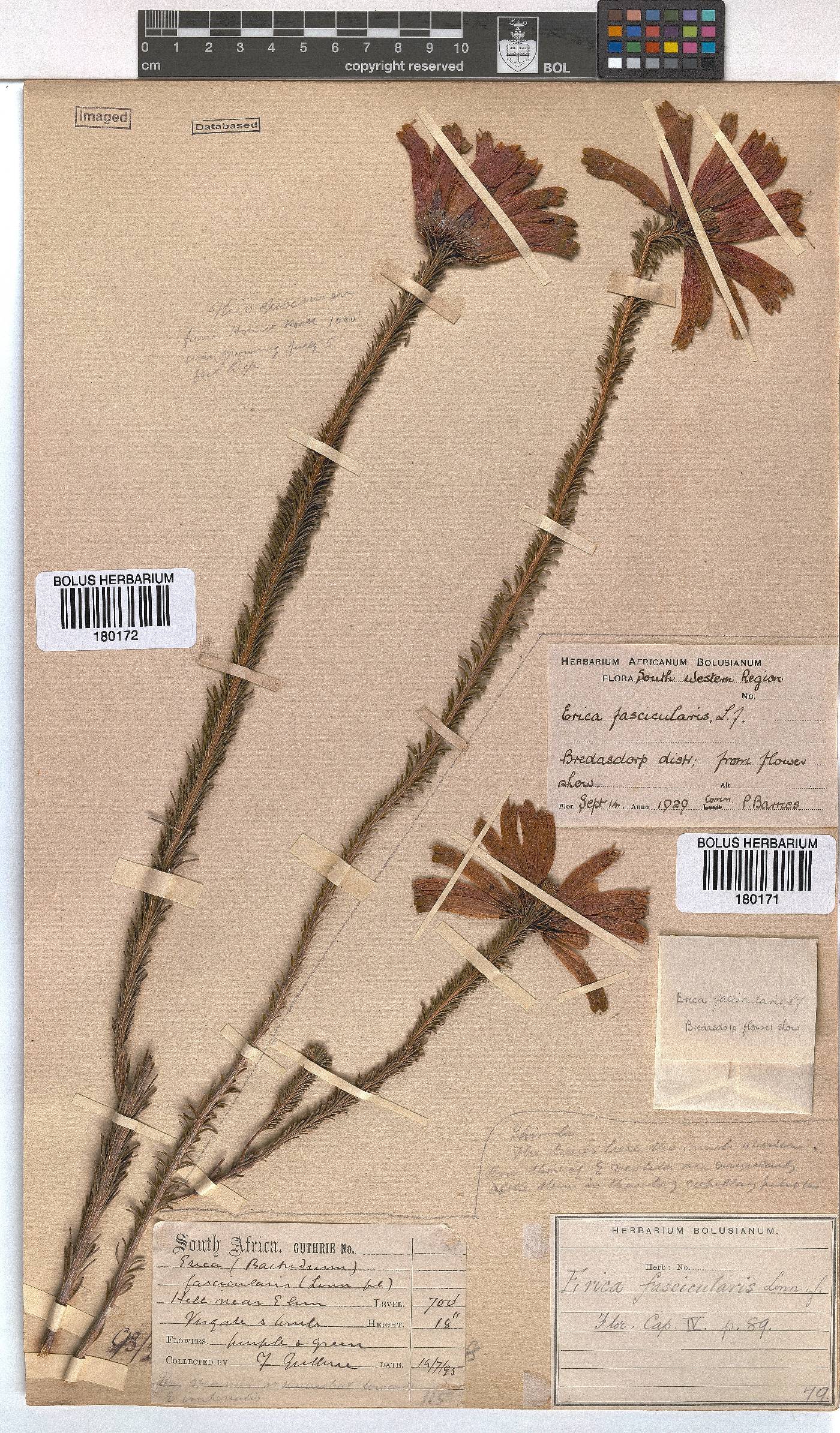 Erica fascicularis image