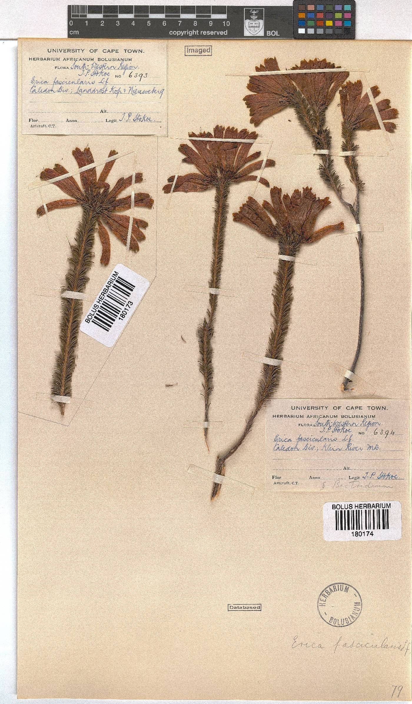 Erica fascicularis image