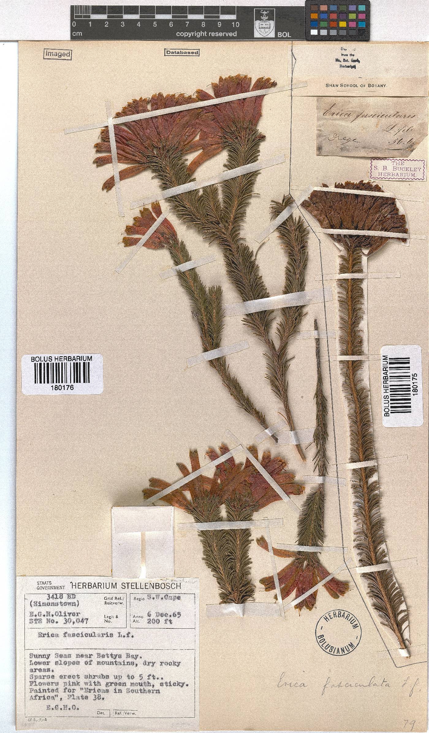 Erica fascicularis image