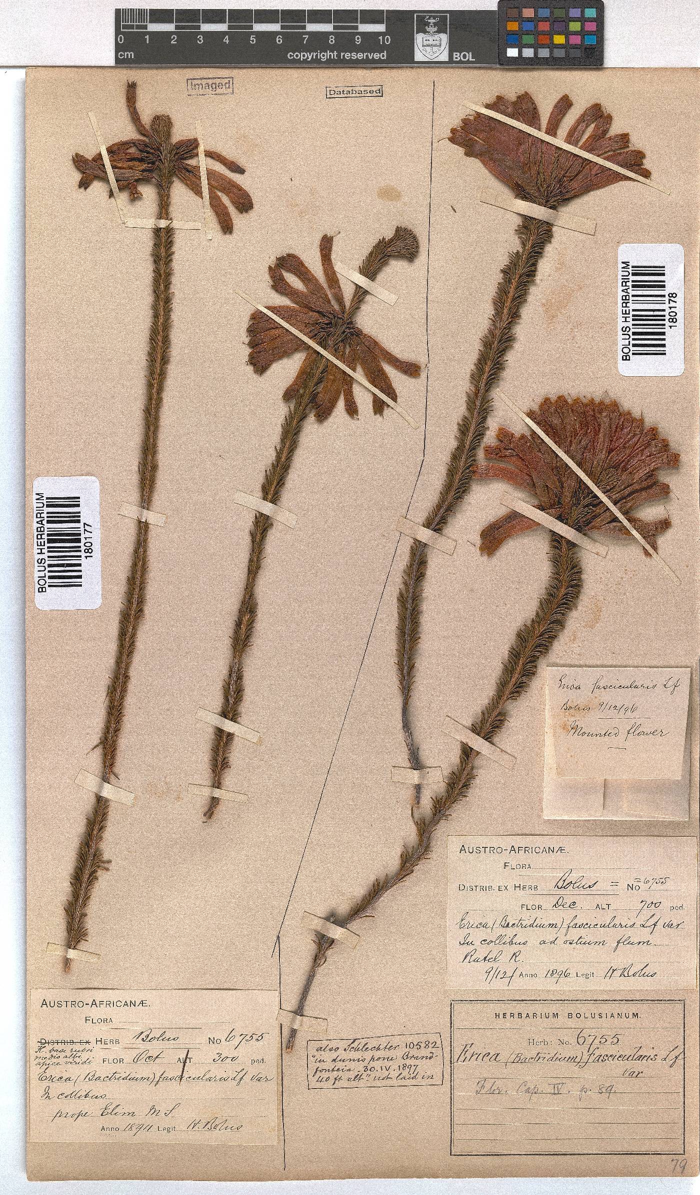 Erica fascicularis image