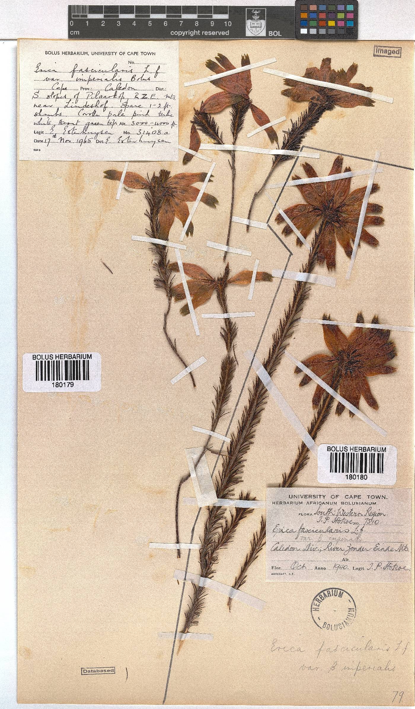 Erica fascicularis image