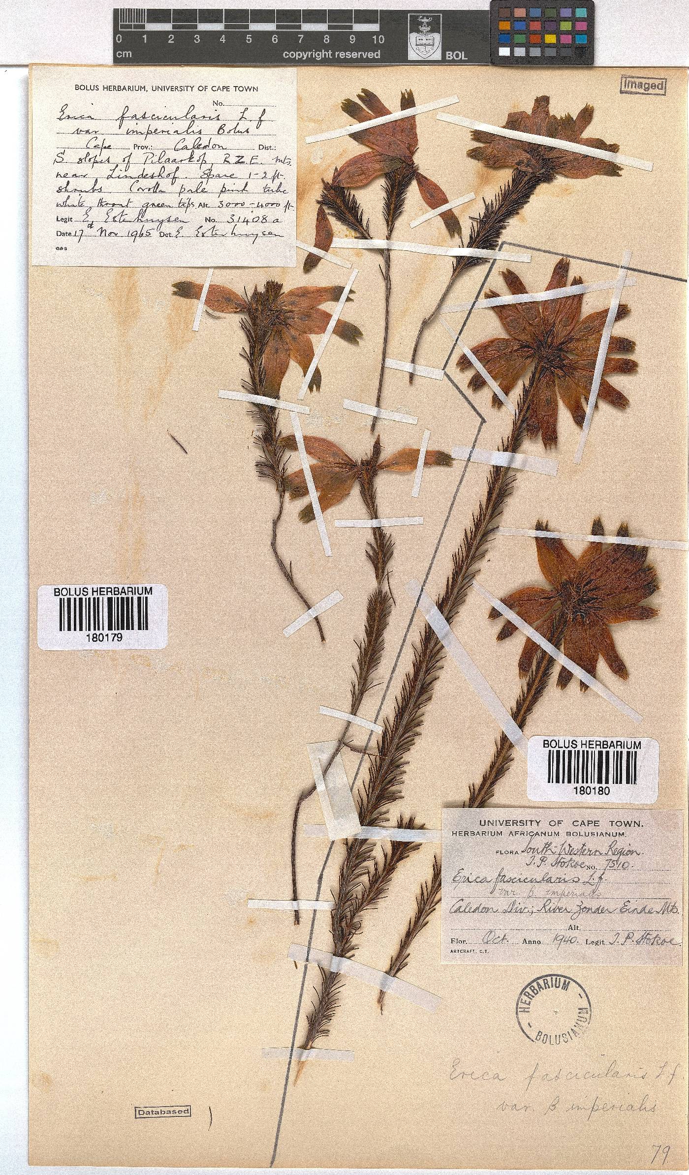 Erica fascicularis var. imperialis image