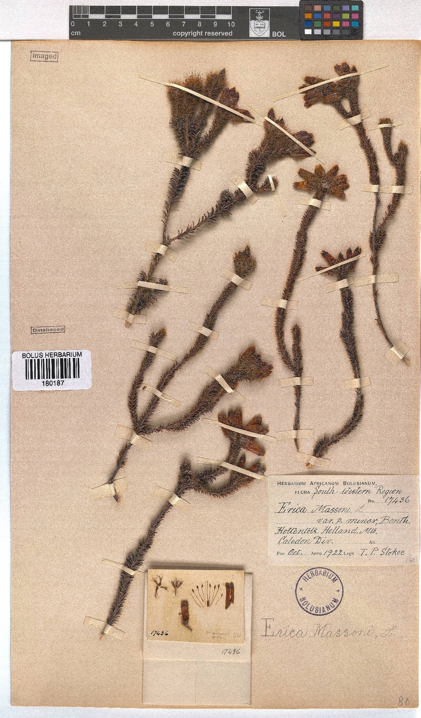 Erica massonii image