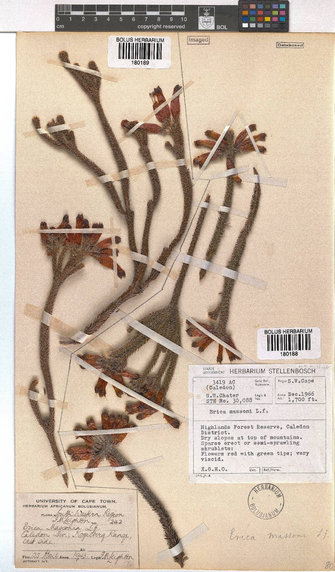 Erica massonii image