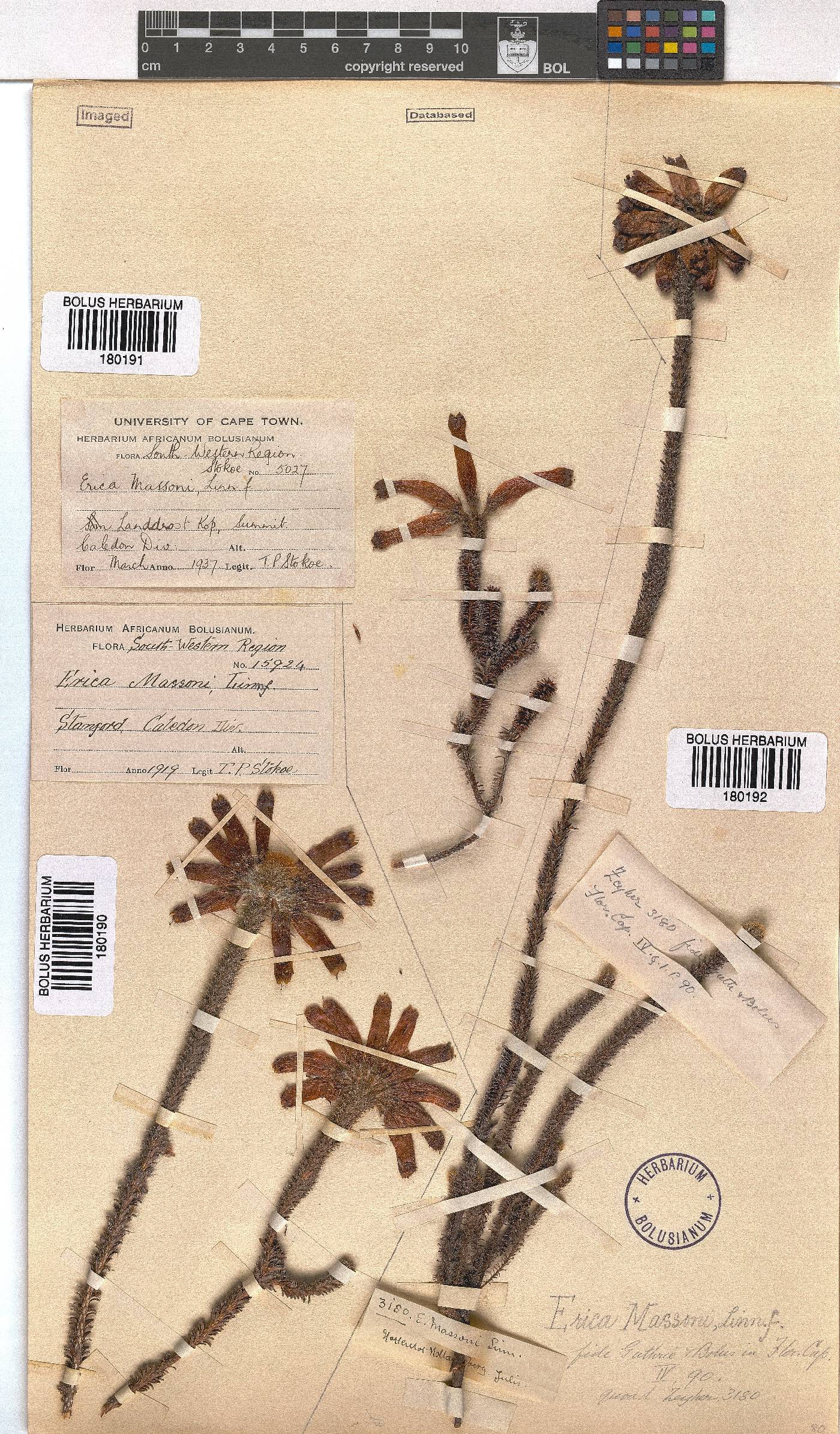 Erica massonii image