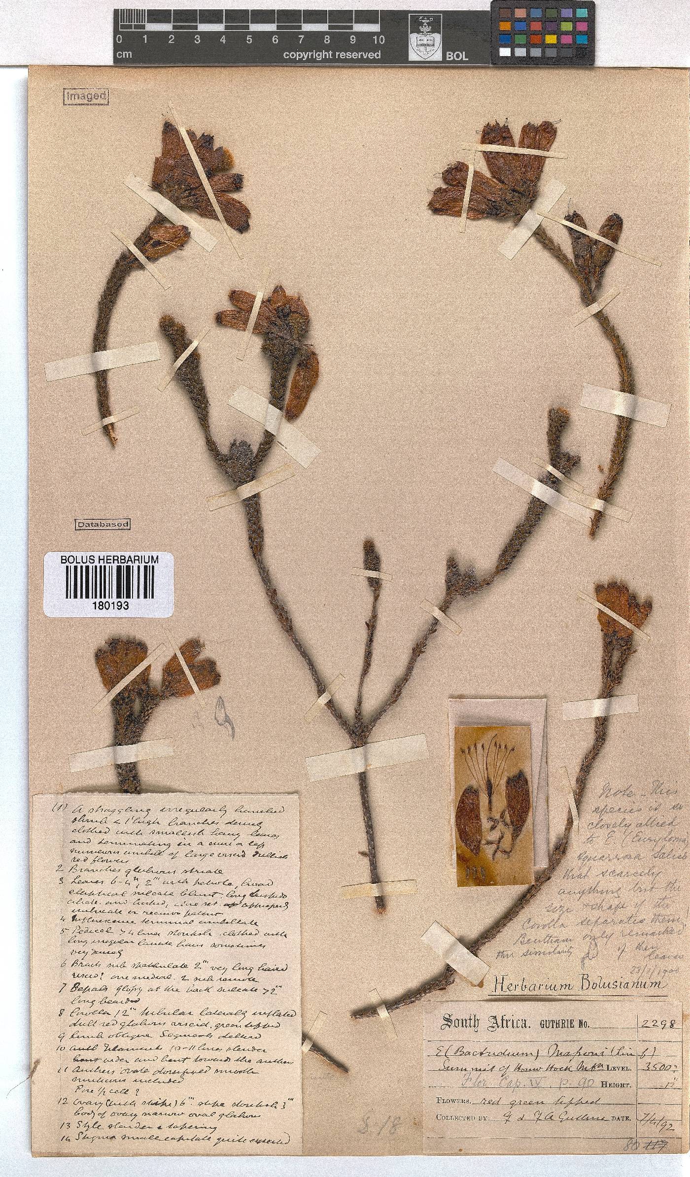 Erica massonii image