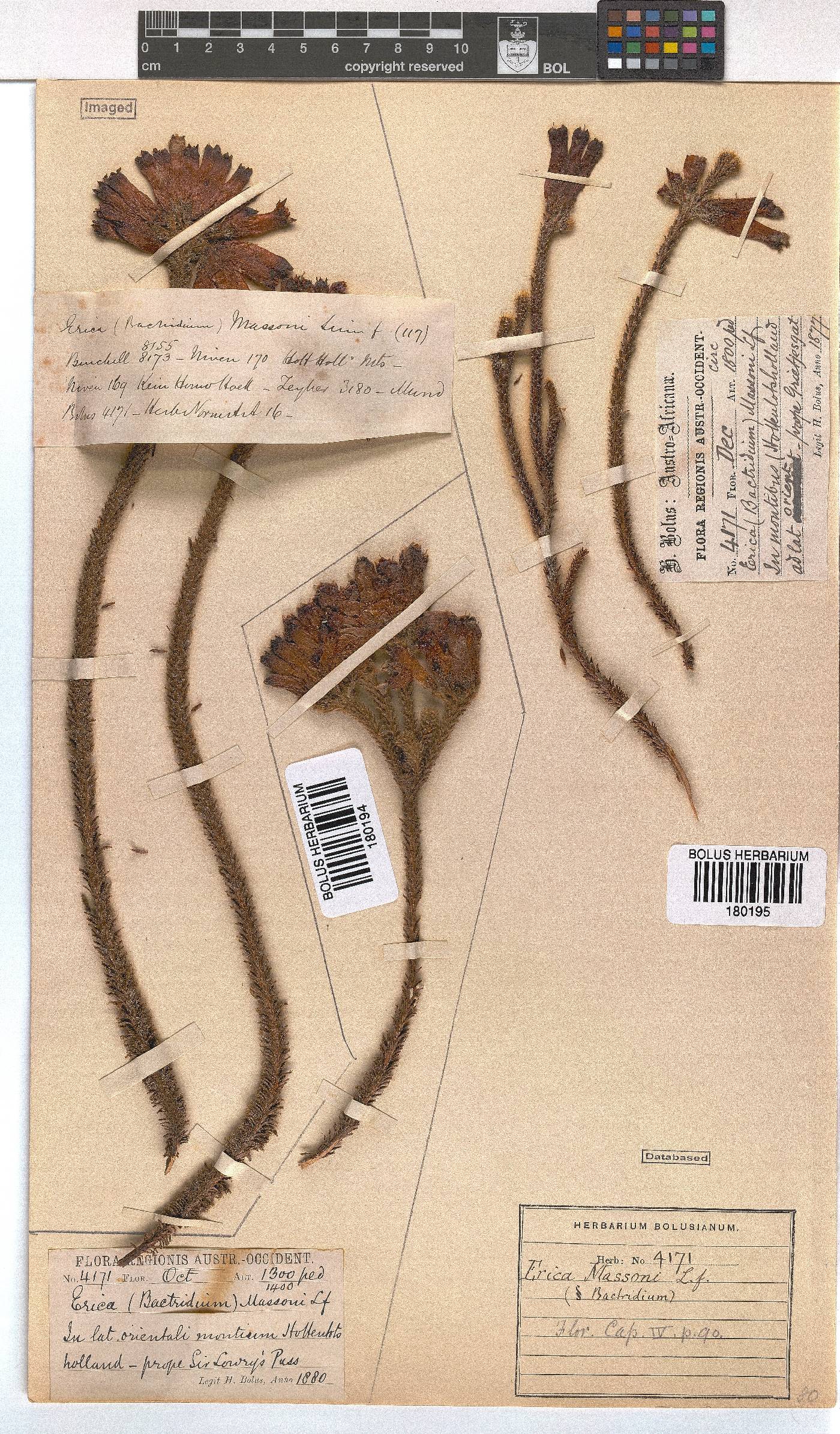 Erica massonii image