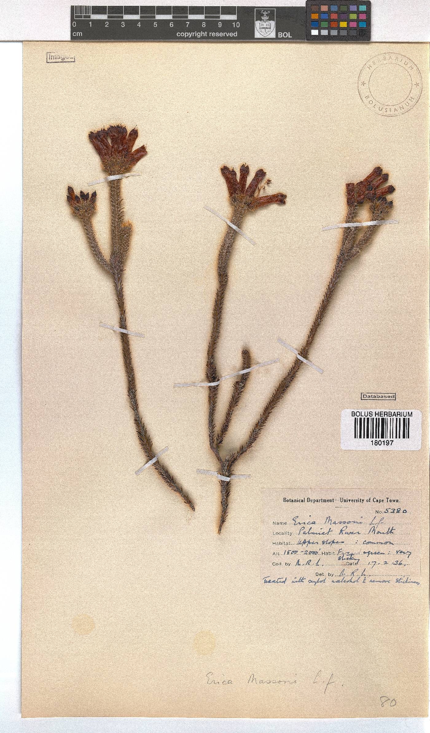 Erica massonii image