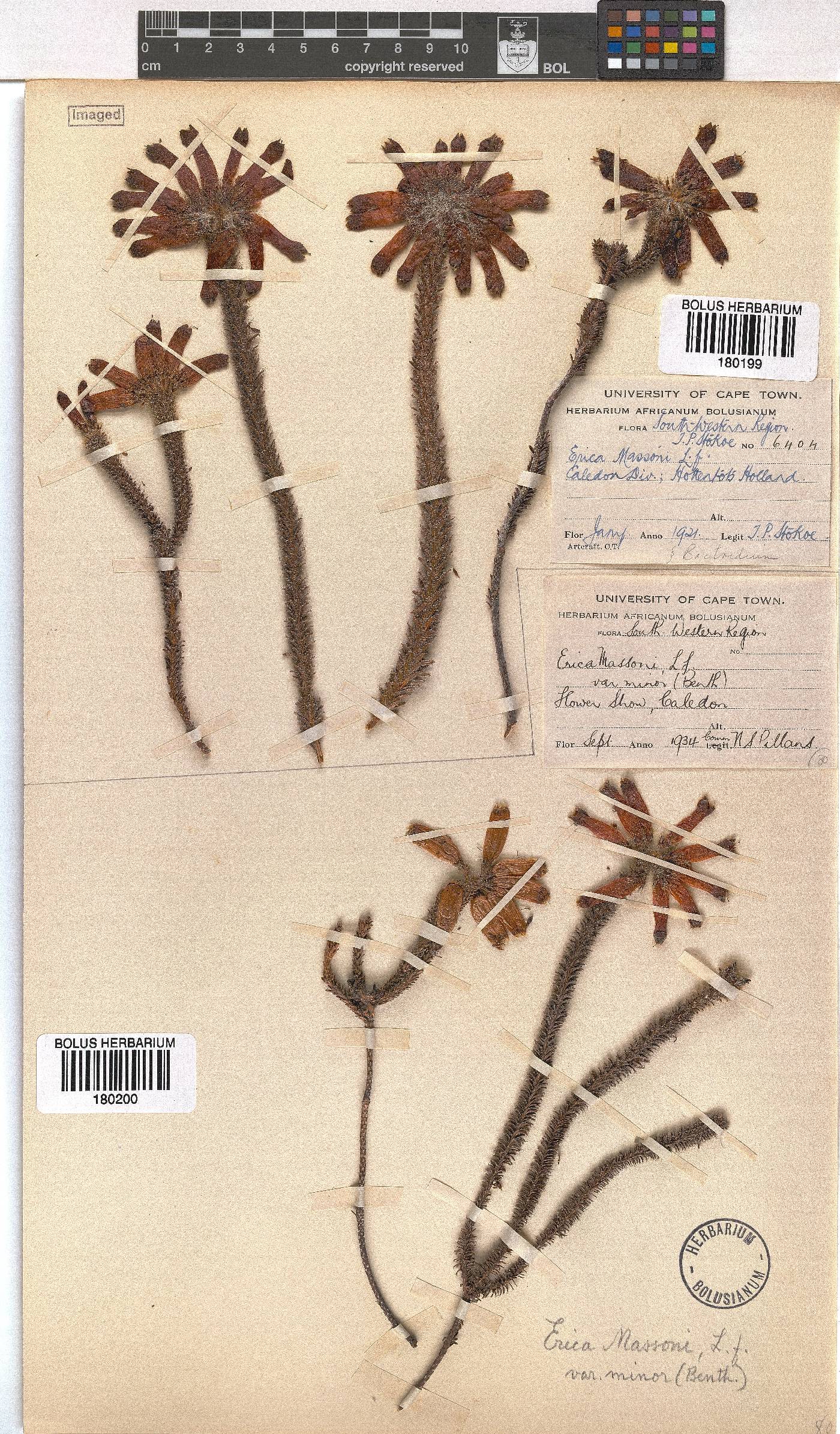 Erica massonii var. minor image