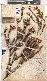 Erica gysbertii image