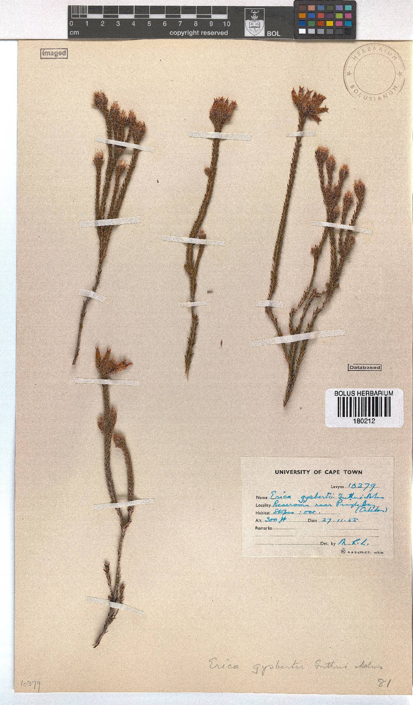 Erica gysbertii image