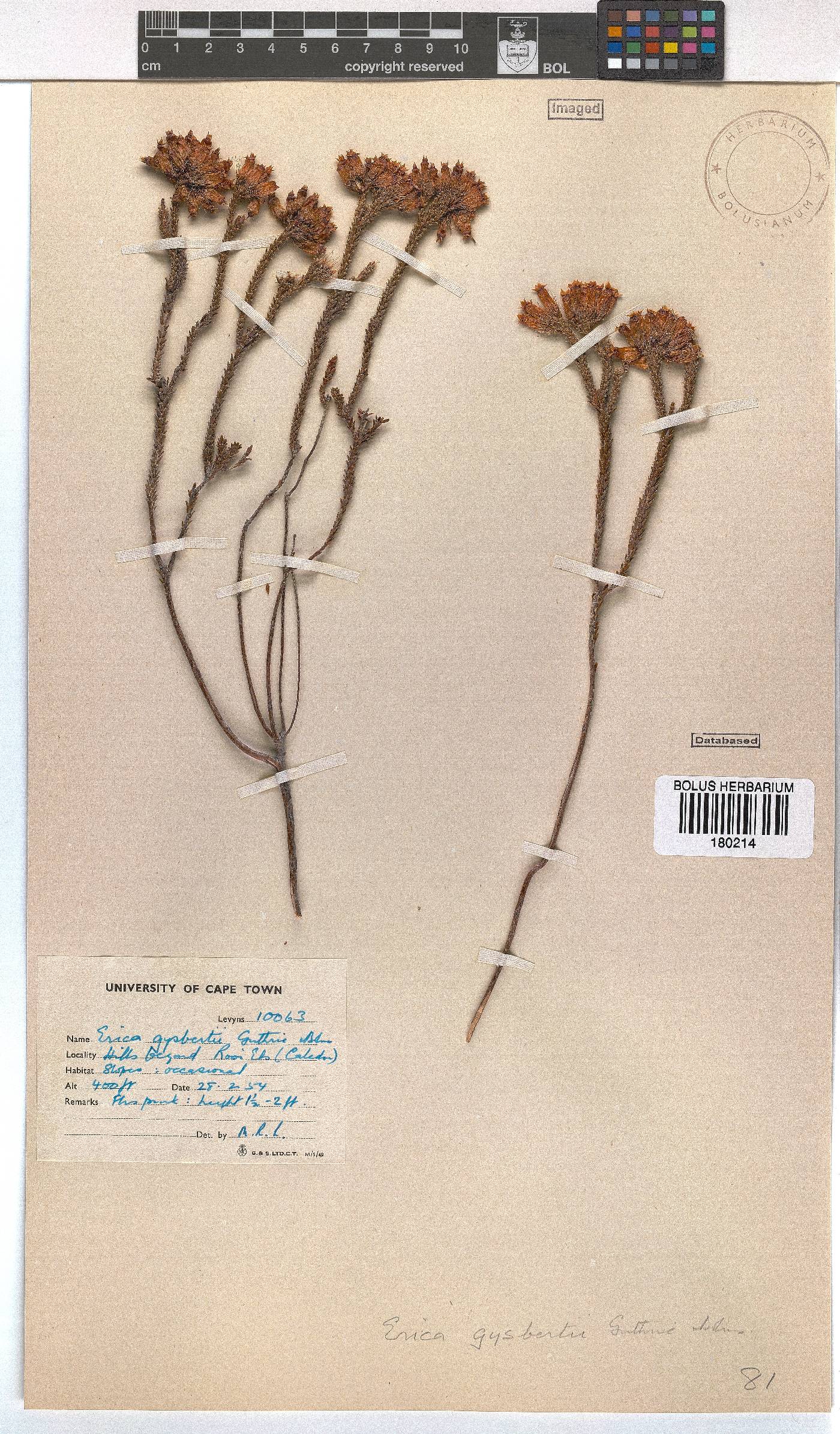 Erica gysbertii image