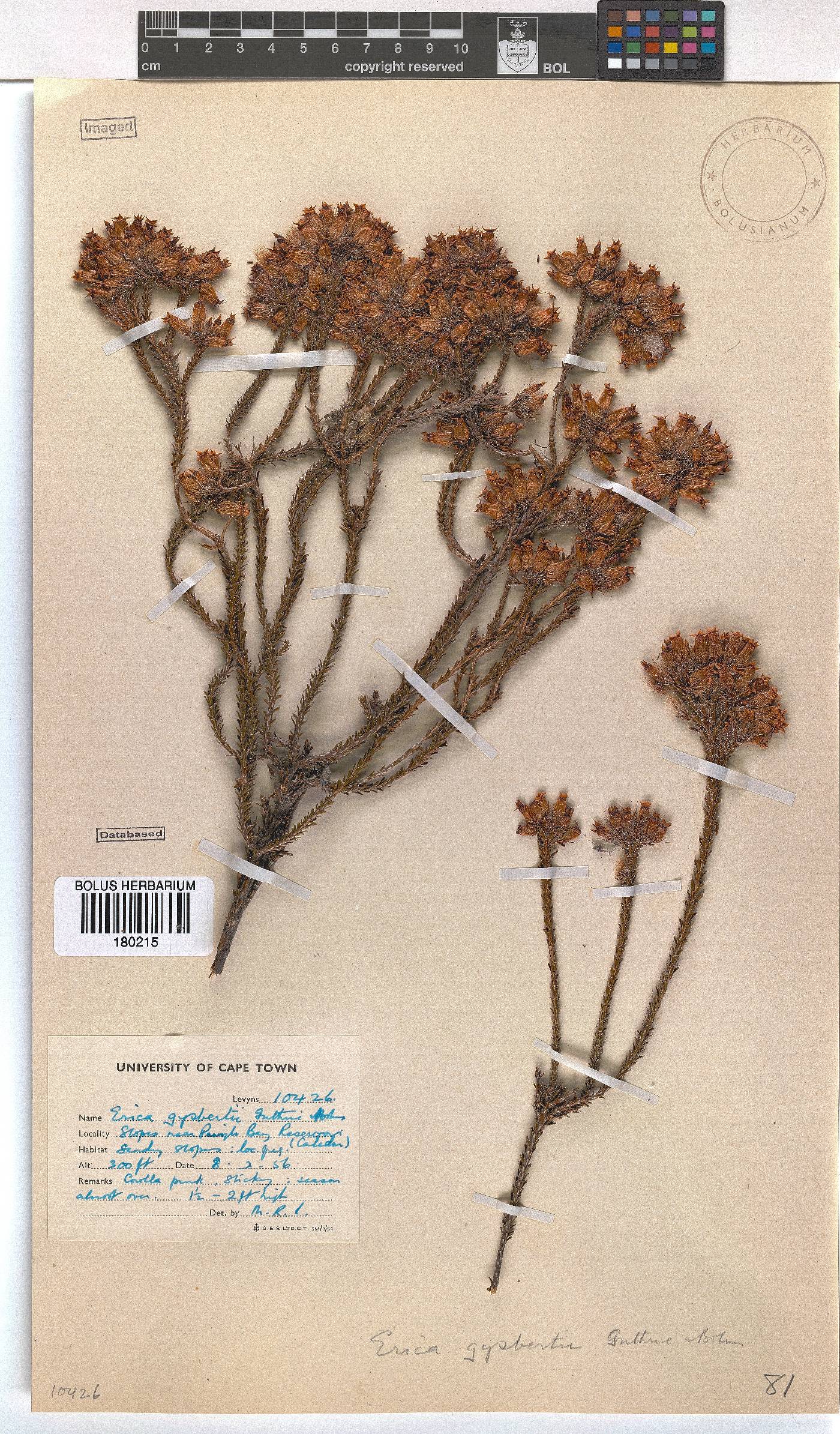 Erica gysbertii image