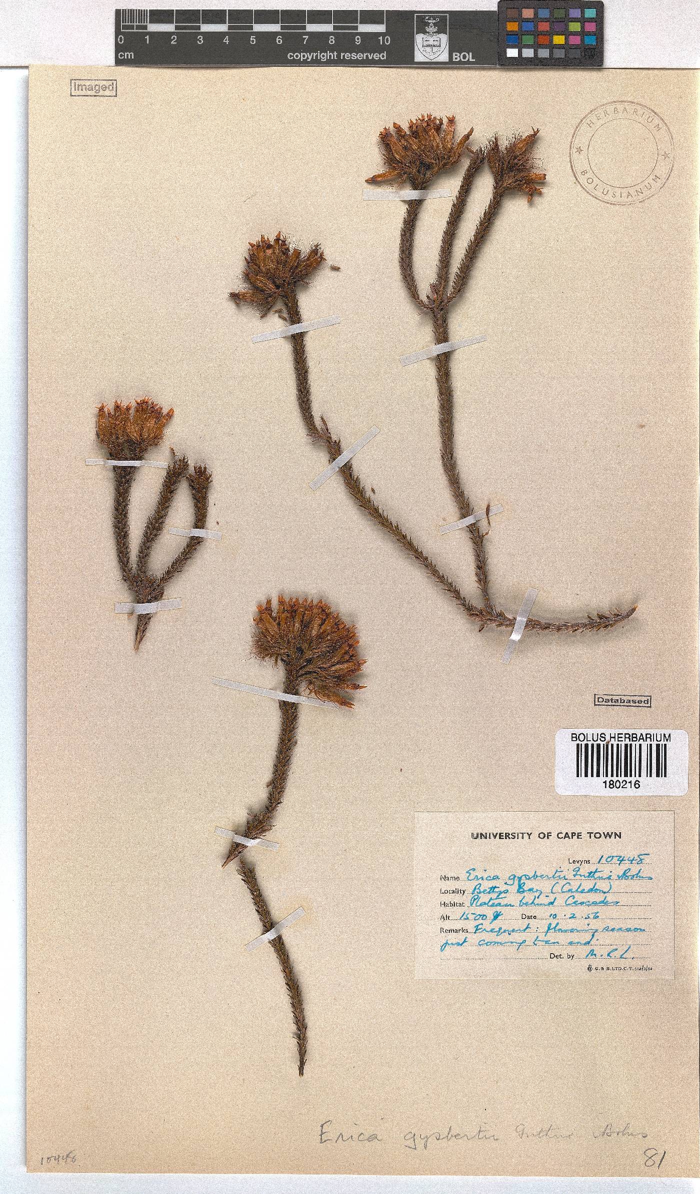Erica gysbertii image