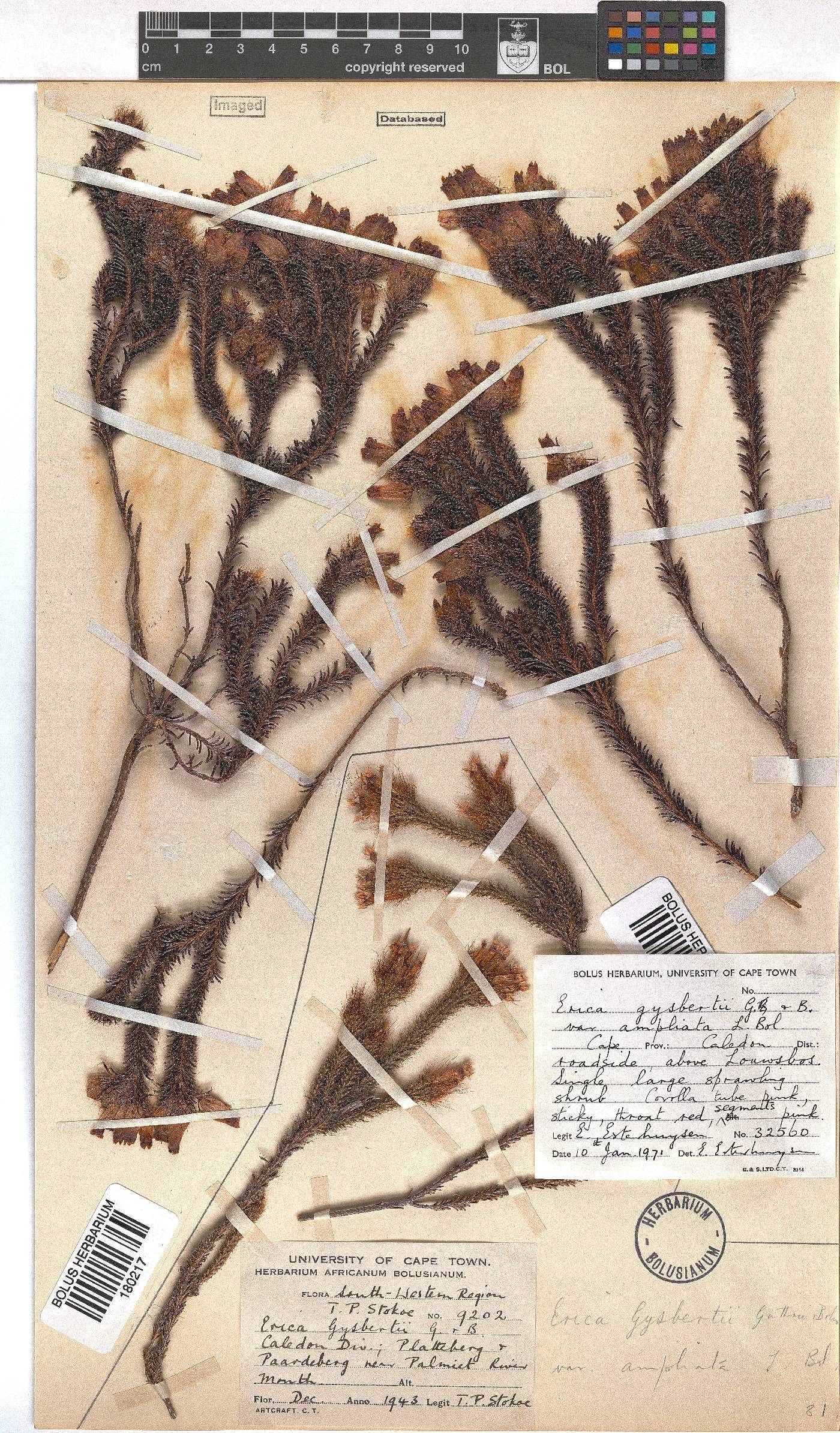 Erica gysbertii var. ampliata image