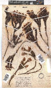 Erica gysbertii image