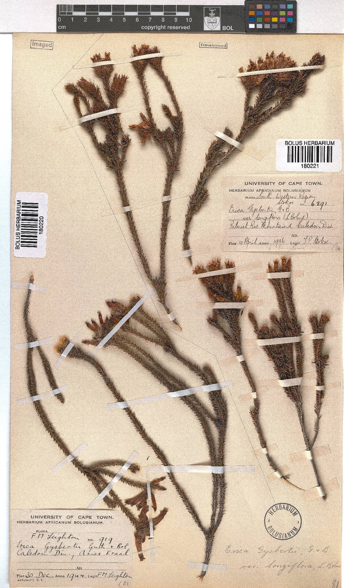 Erica gysbertii image