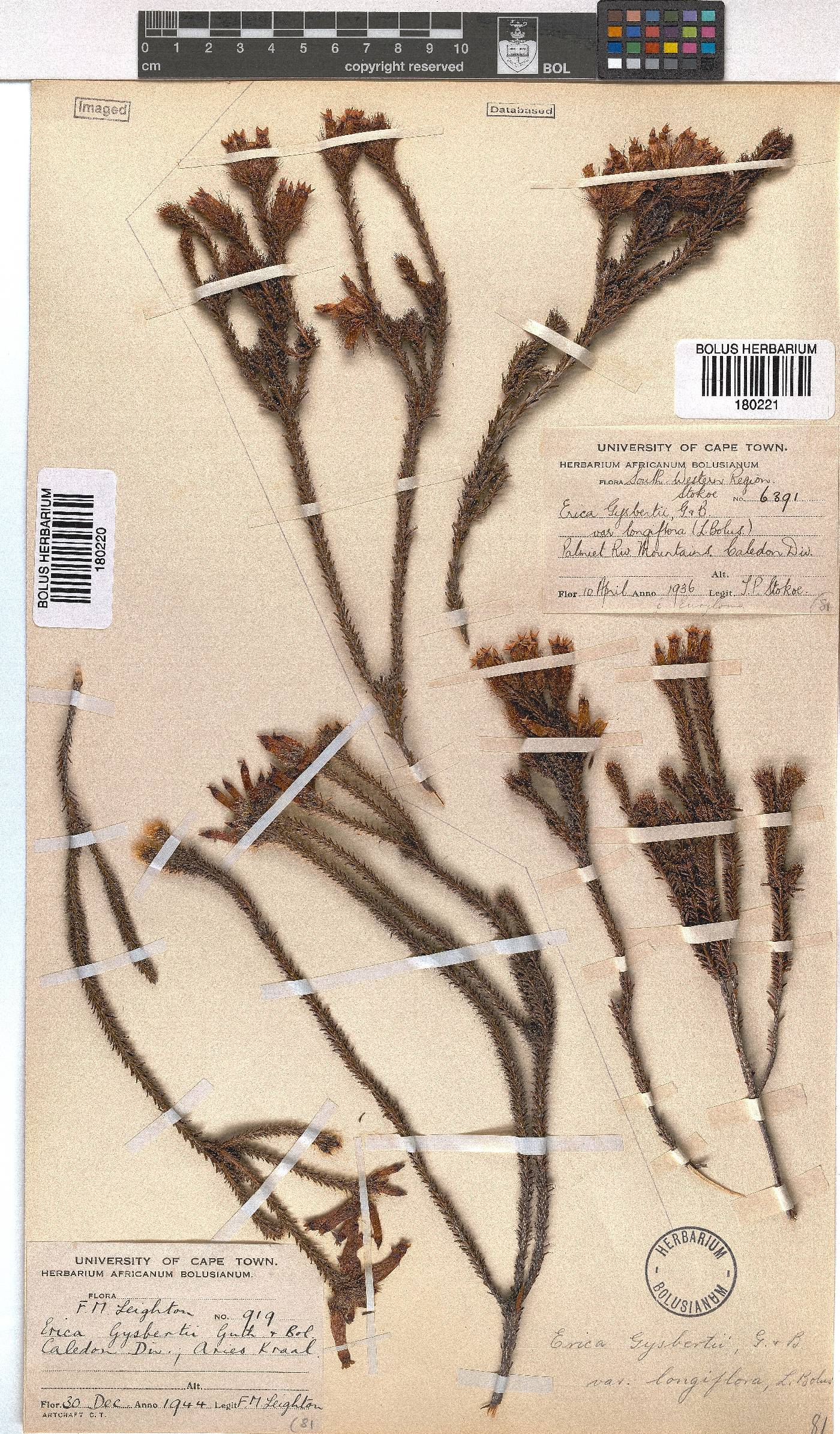 Erica gysbertii var. longiflora image