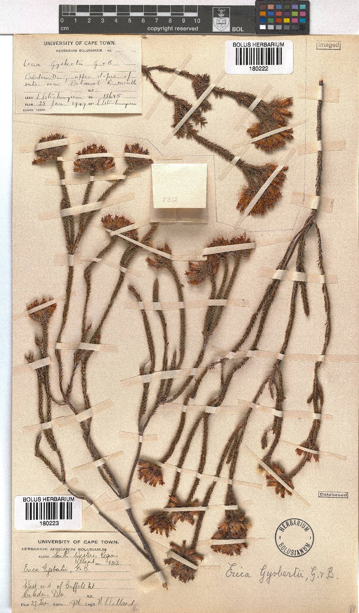 Erica gysbertii image