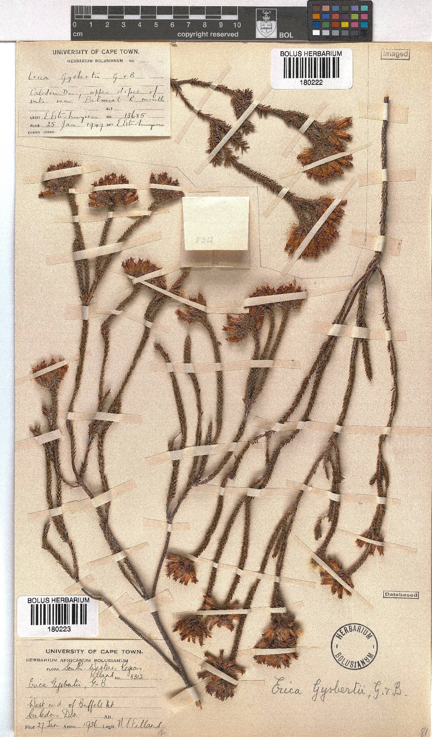 Erica gysbertii image