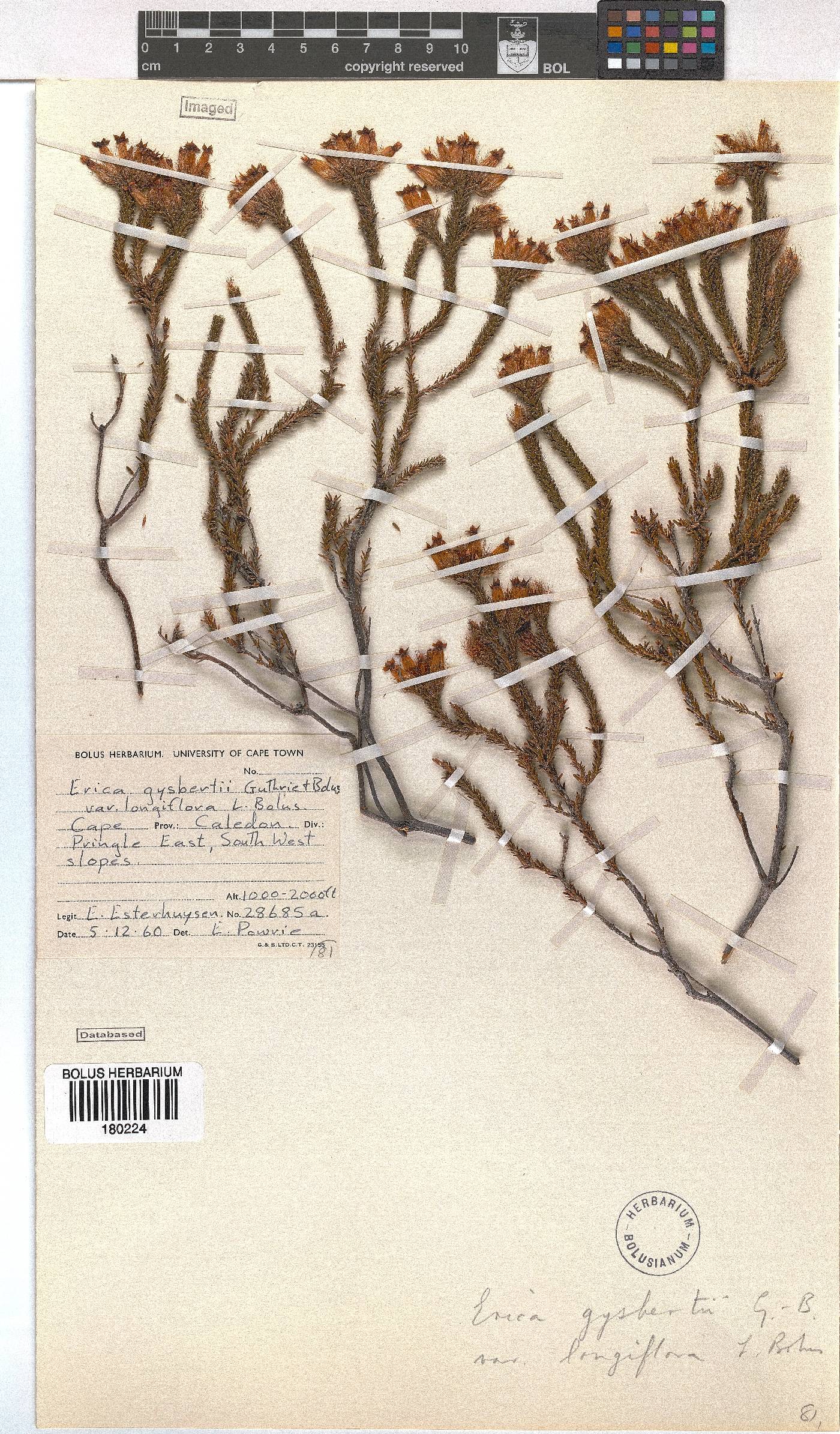 Erica gysbertii var. longiflora image
