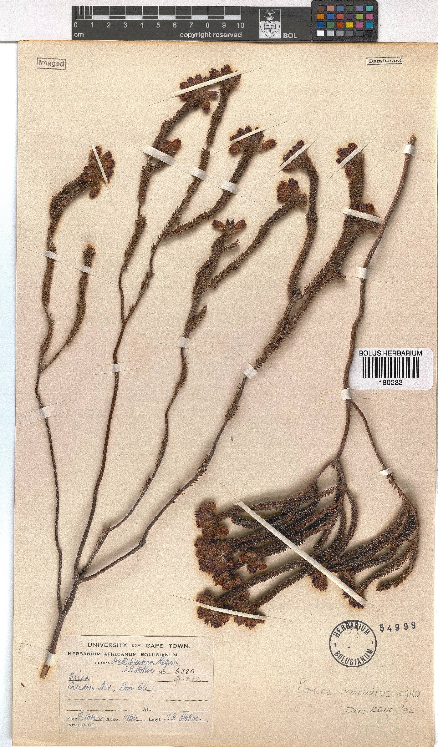 Erica cunoniensis image