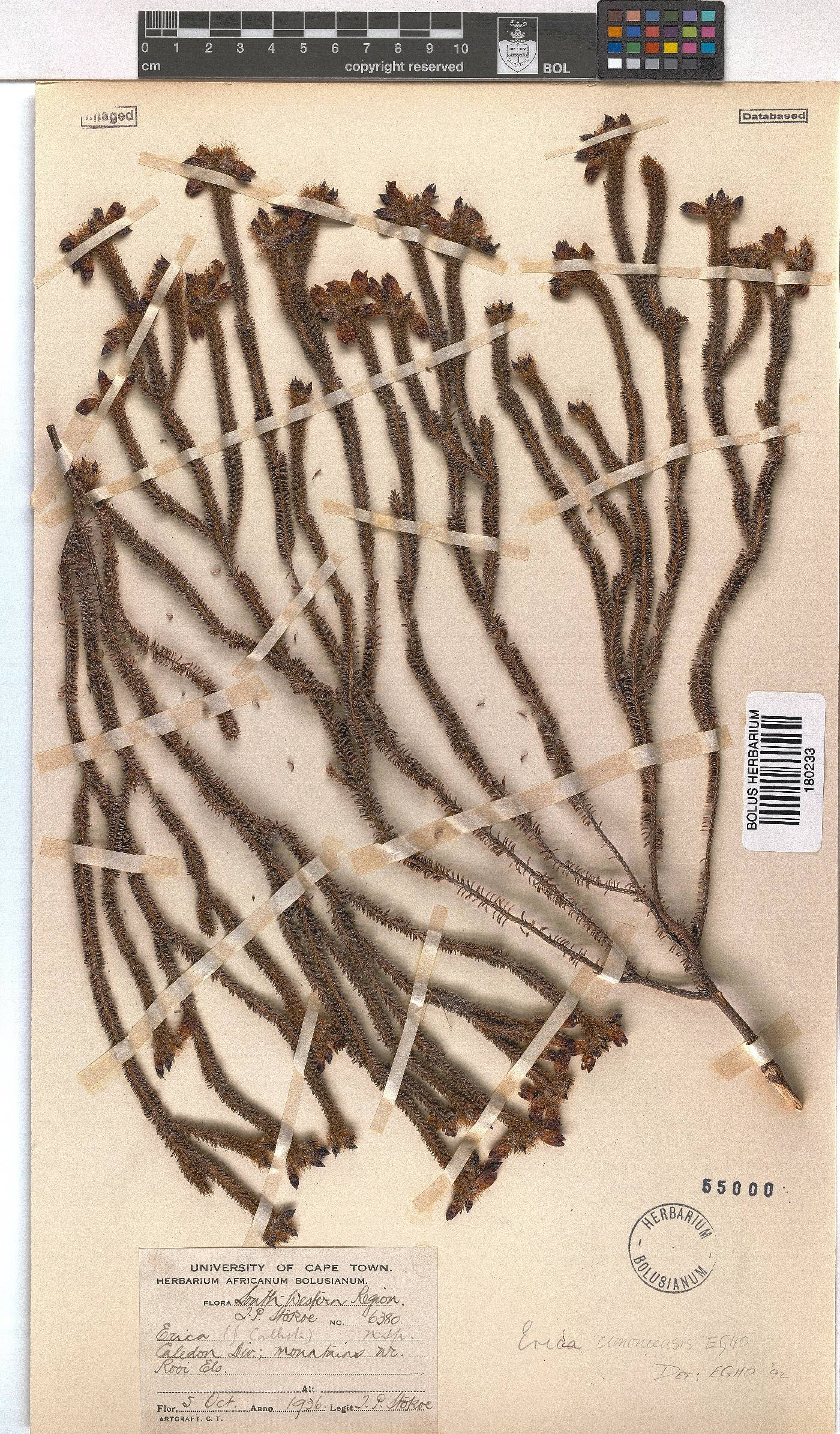 Erica cunoniensis image