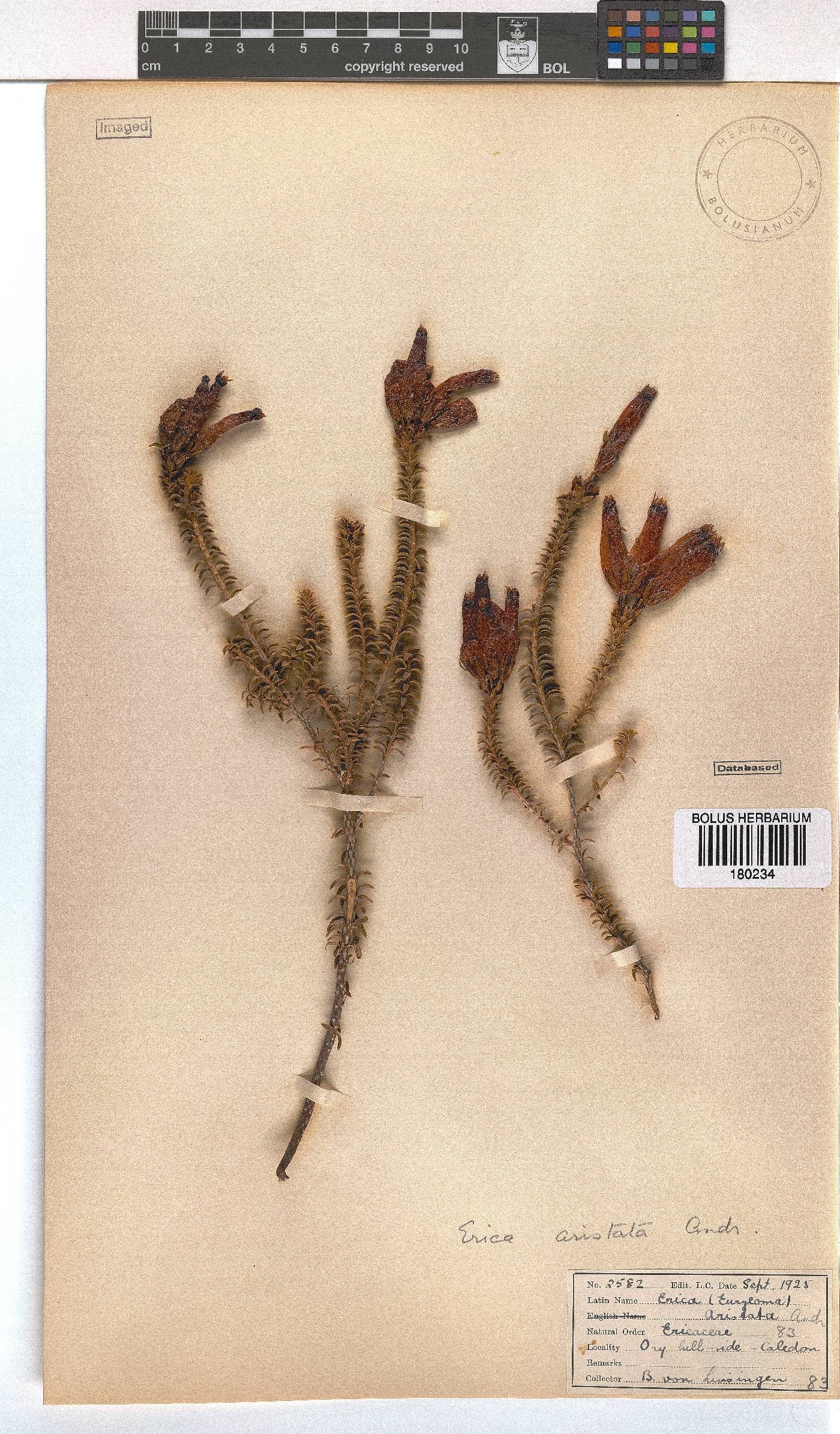 Erica aristata image