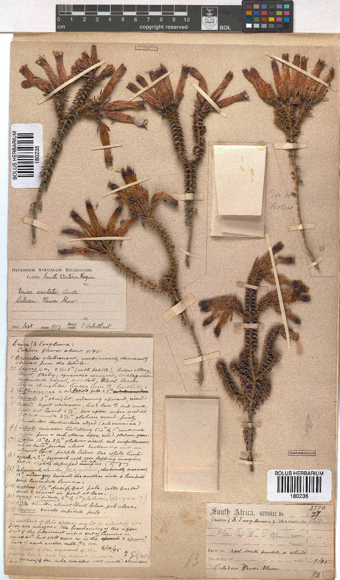 Erica aristata image