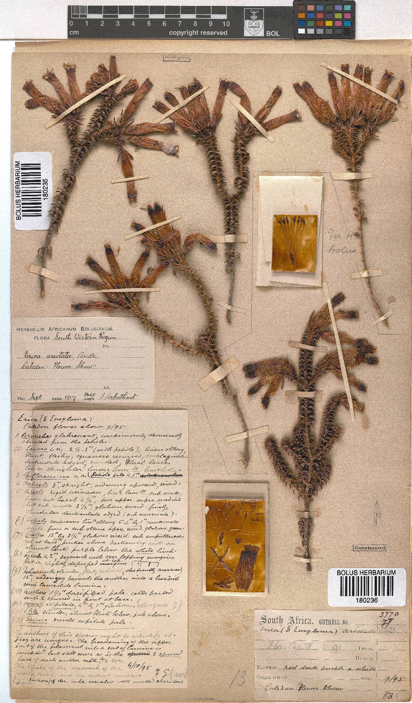 Erica aristata image