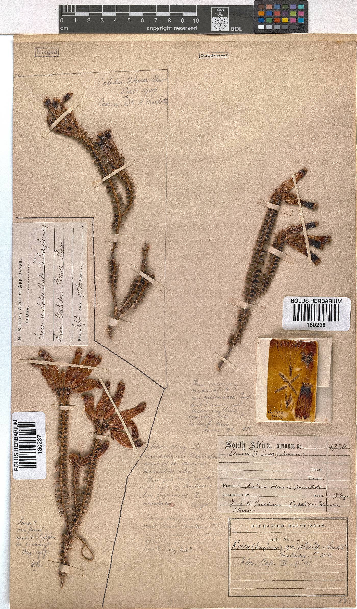 Erica aristata image